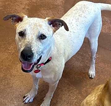 Photo of Belle - AVAILABLE