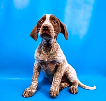 Photo of Penny