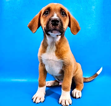 Photo of Petey