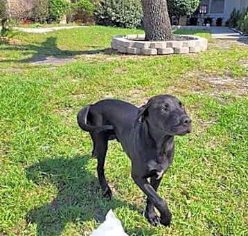 Photo of DUKE