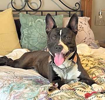 Photo of Bunny - Kitchener
