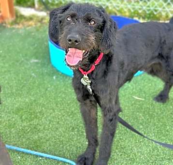 Photo of Reacher