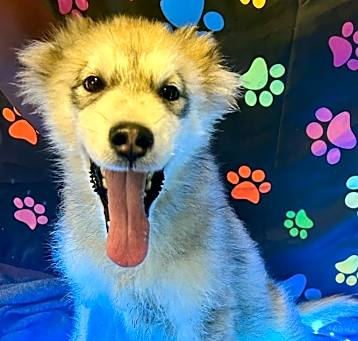 Photo of TIMBER