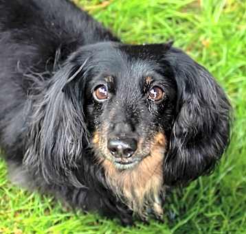 Photo of Oliver