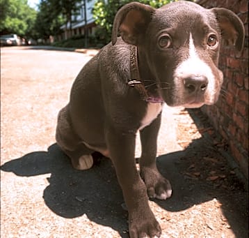 Photo of Scooter