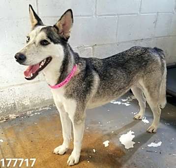 Photo of Willow