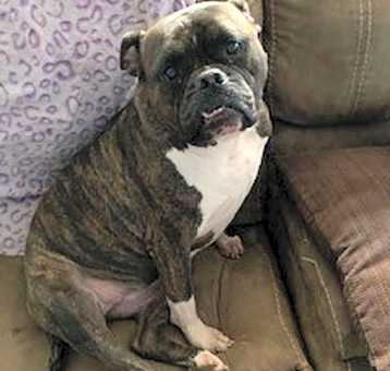 Photo of Belle