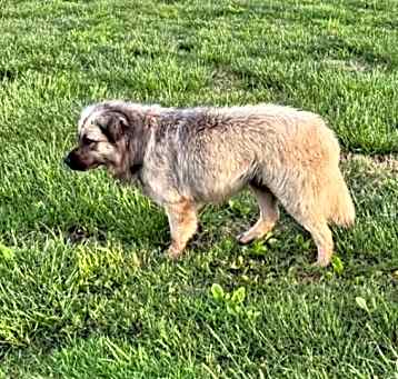Photo of Barney