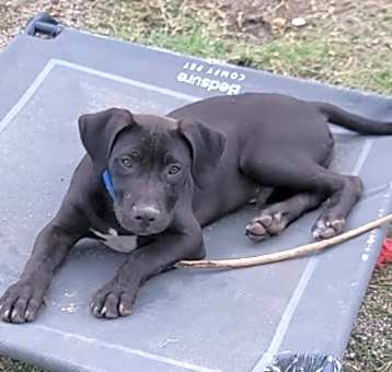 Photo of Koa