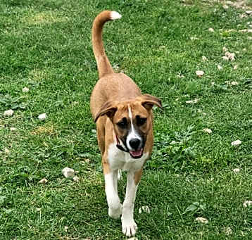 Photo of Maple