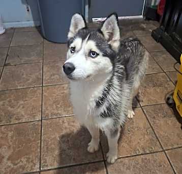 Photo of Nala