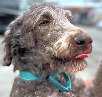Photo of Duke Doodle