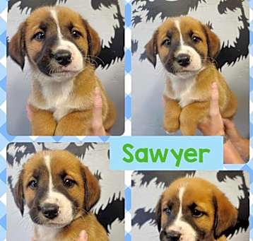 Photo of Sawyer