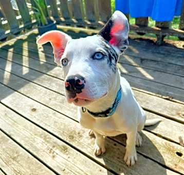 Photo of Bleu