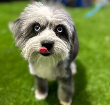 Photo of Tuni, our sweet Petunia!
