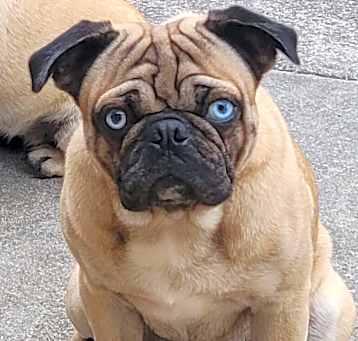 Photo of Stitch