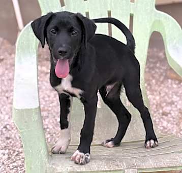 Photo of Jellybean
