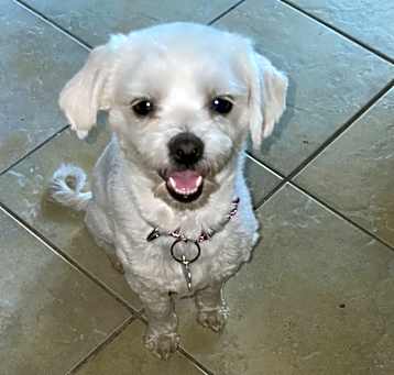 Photo of Snowbell