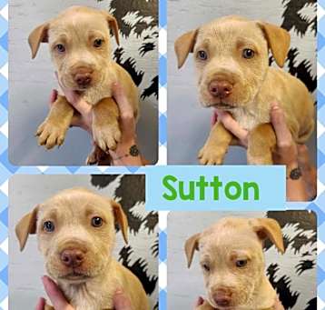 Photo of Sutton