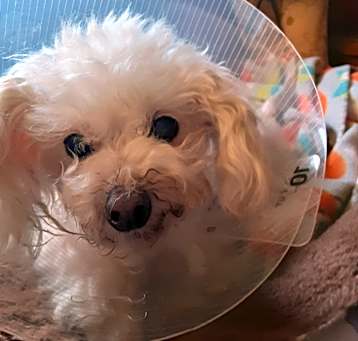 Photo of Chance