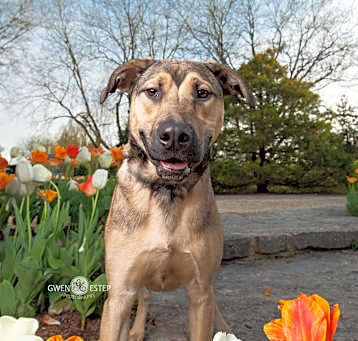 Photo of Chip