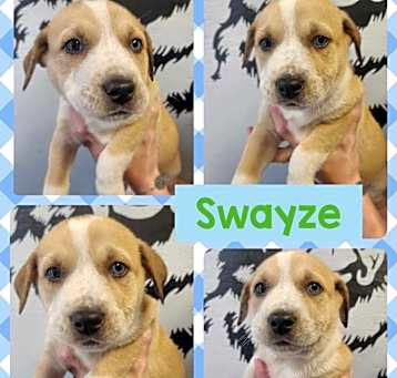 Photo of Swayze