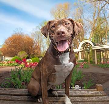 Photo of Cookie
