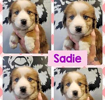 Photo of Sadie
