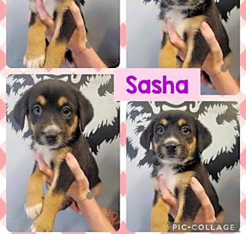Photo of Sasha