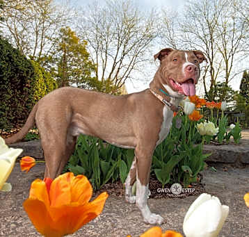 Photo of Hemlock