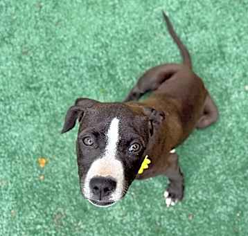 Photo of Buttercup