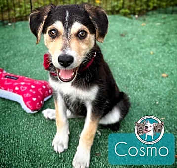 Photo of Cosmo flower Tito