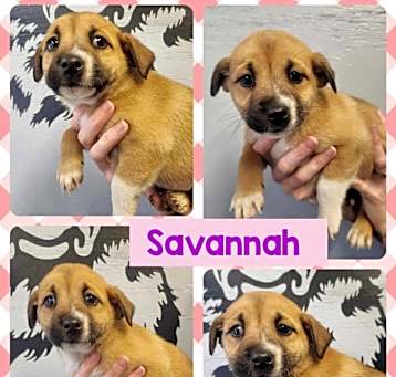 Photo of Savanna