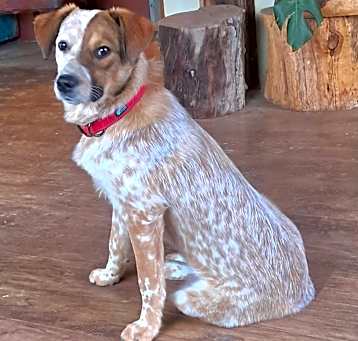 Photo of Annie