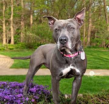 Photo of Misty Blue