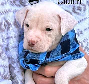 Photo of Clutch