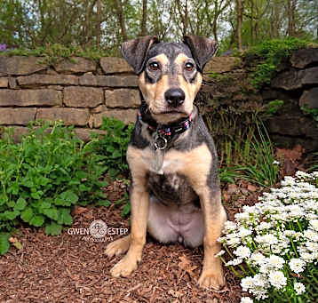 Photo of Perdita