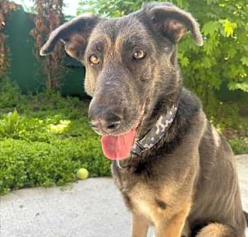 Photo of Bailey