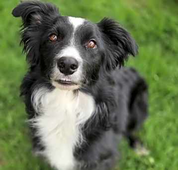 Photo of Max
