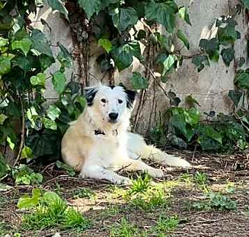 Photo of BANDIT