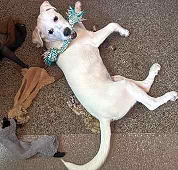 Photo of Bailey