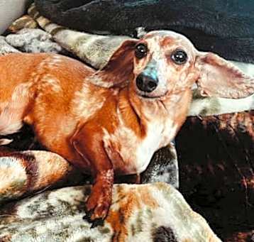 Photo of Lulu
