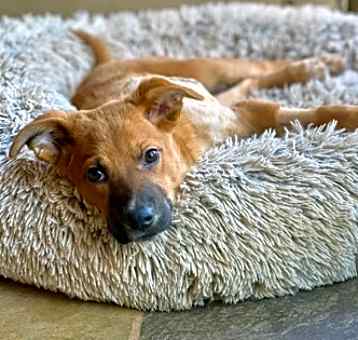 Photo of Valentina (In foster)
