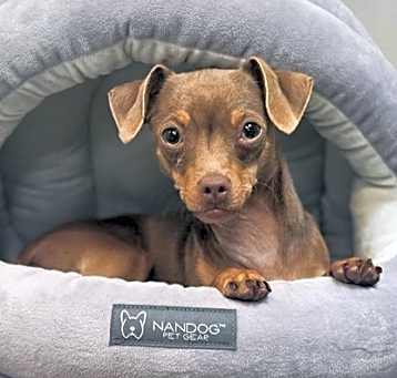 Photo of Chestnut