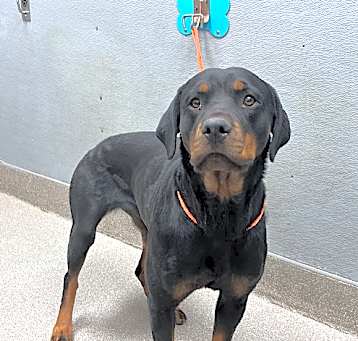 Photo of CALI