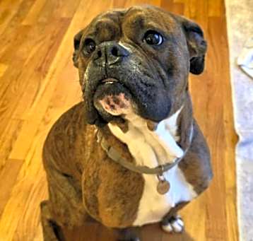 Photo of Stella