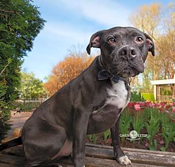 Photo of Wrangler