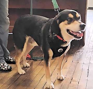 Photo of Bo