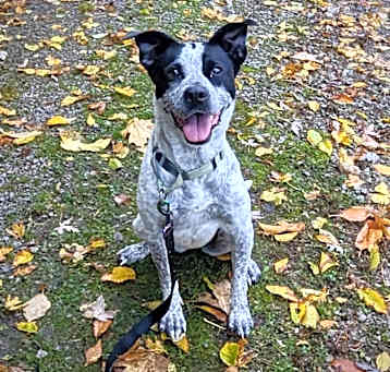 Photo of Lennox- Paws Behind Bars Trained
