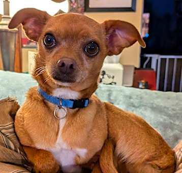 Photo of Archie Man